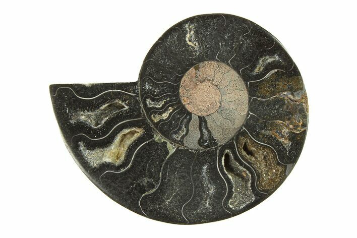 Cut & Polished Ammonite Fossil (Half) - Unusual Black Color #296294